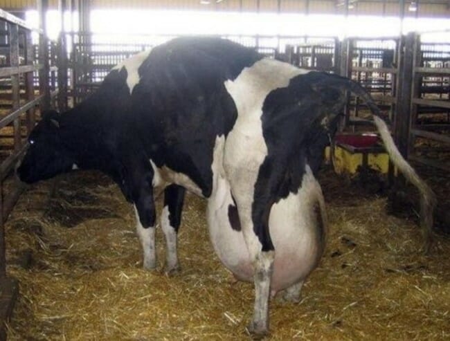 dairy-cow-giant-udder-.jpg