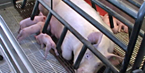 World’s Largest Pork Producer Counters Criticism with New PR Campaign