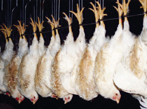 Chicken harvester cuts bird stress in slaughter process - Farmers