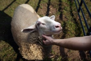 goat rescued by Woodstock Farm Animal Sanctuary