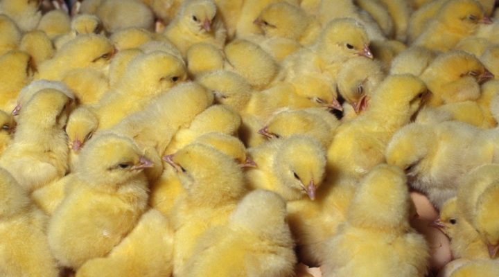 male chicks in hatchery