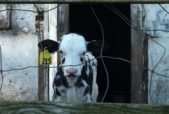 alternative to factory farming dairy calf in confined hutch