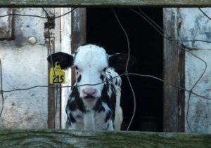 alternative to factory farming dairy calf in confined hutch
