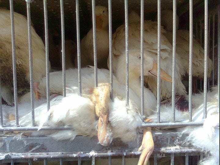 caged ducks on transport truck