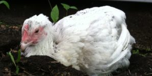 Edith: Latest Rescued Chicken, Found in a Plastic Bag on a Busy Street