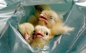 male chicks garbage bags