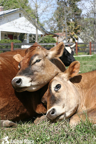 marji_beach_douglas_linus_cows