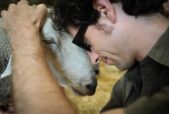 man hugging sheep