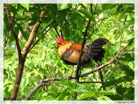 Red jungle fowl Photo: Goldy RS