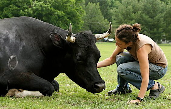 Jenny Brown and Dylan the steer at Woodstock Farm Animal Sanctuary