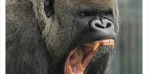 9 Reasons Your Canine Teeth Don’t Make You a Meat-Eater