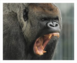 gorilla canine teeth