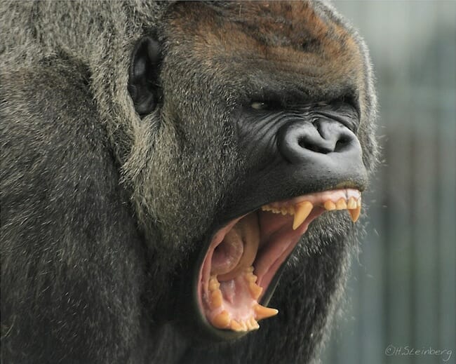 silverback gorilla teeth