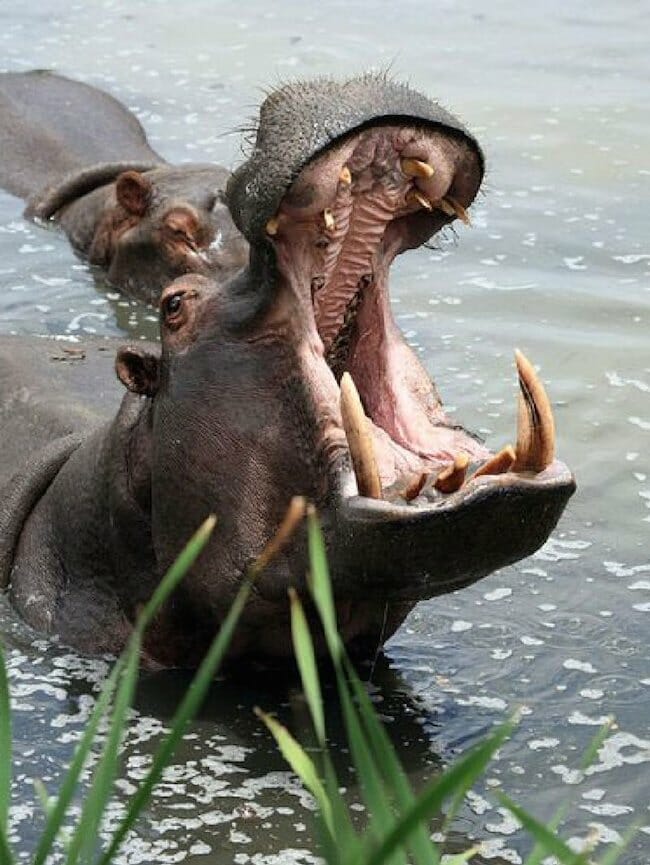 Hippo Herbivore Canine Teeth1 