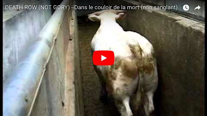 Saddest Slaughterhouse Footage Ever Shows No Blood Or Slaughter