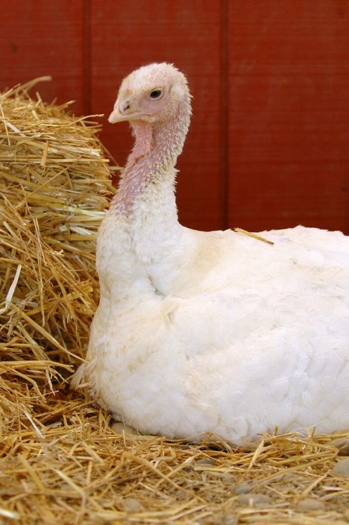 Hildy the rescued turkey hen