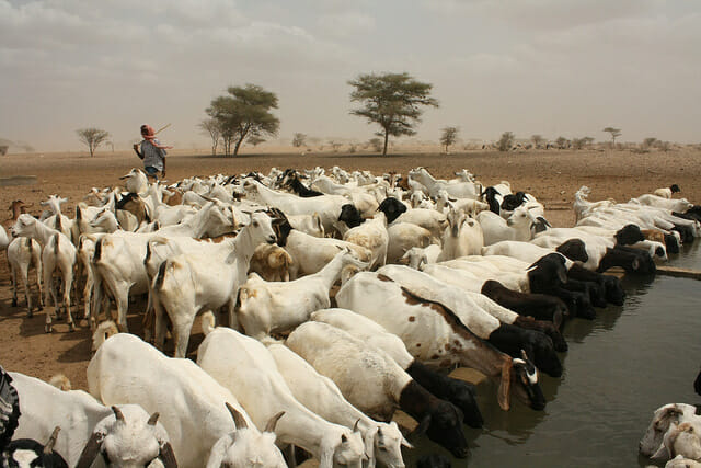 Goats drinking water in Kenya, photo by Oxfam