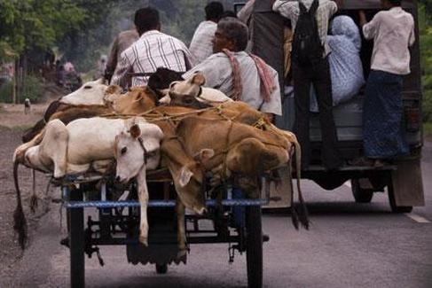 cows transported to slaughter, southern india, sailesh rao climate healers