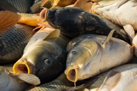 10 Fish Species You Can Eat With a Clean Conscience