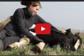humane farming