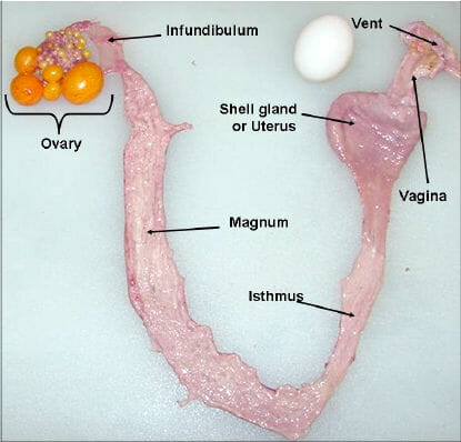 ovary egg production