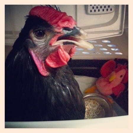 Ezra the rooster Ezra the rooster