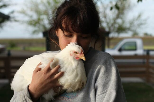 Do my chickens like me? The most common ways chickens show affection to  humans  Run Chicken Do my chickens like me? The most common ways chickens  show affection to humans 