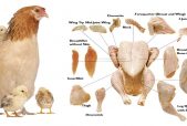 parts of a chicken