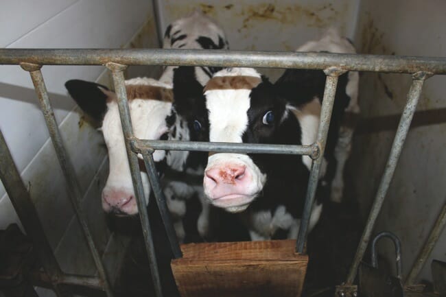 10 Dairy Facts the Industry Doesn't Want You to Know
