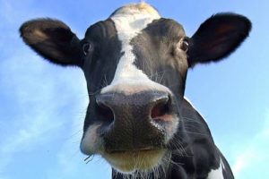 organic meat methane
