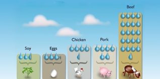 Why Organic Meat, Dairy and Eggs Are Not Sustainable
