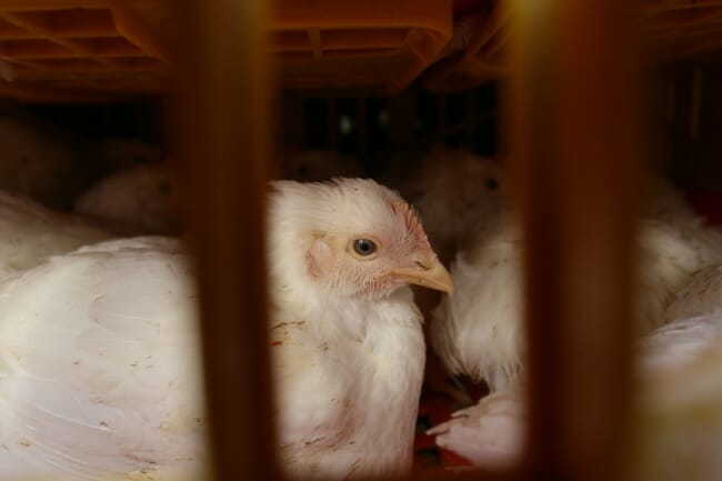 17 Chicken Facts the Industry Doesn't Want You to Know