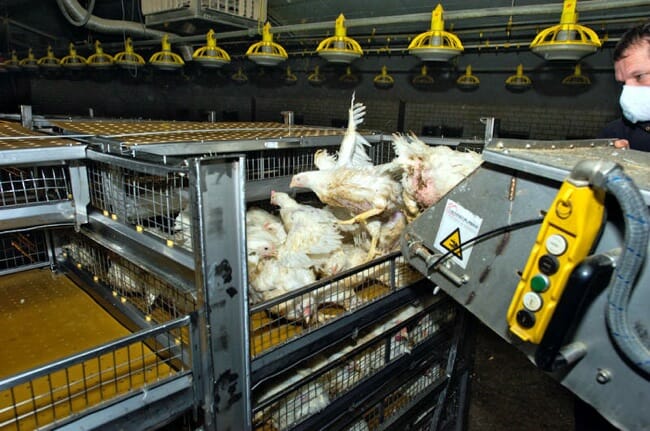 Poultry in Motion: With Invention, Chicken Catching Goes High-Tech - WSJ