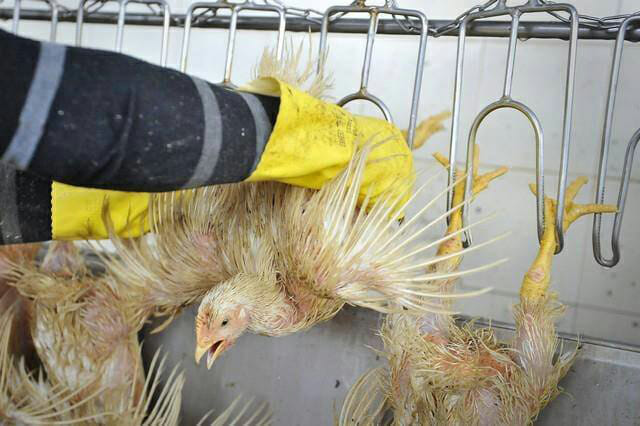 17 Chicken Facts The Industry Doesn T Want You To Know