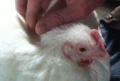 poultry products, edith, rescued chicken