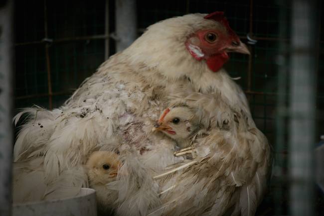 photo: Pete Crosbie / Willowite Animal Sanctuary