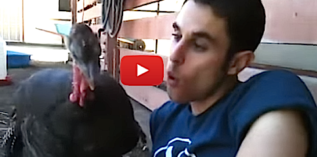 Turkey Talk Between Birds and Humans Will Blow Your Mind