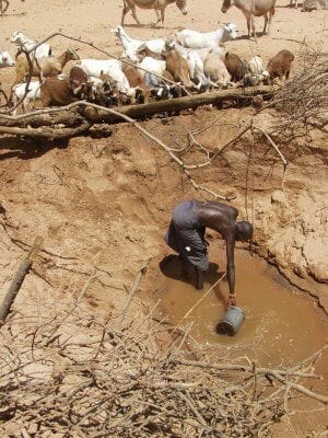 Water-intensive animal farming strains communities already suffering from water scarcity. Photo: creative commons.