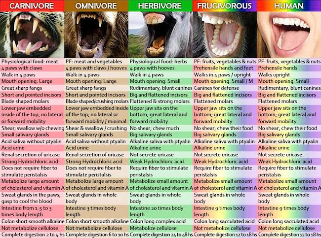 comparative-anatomy-of-carnivores-omnivores-herbivores