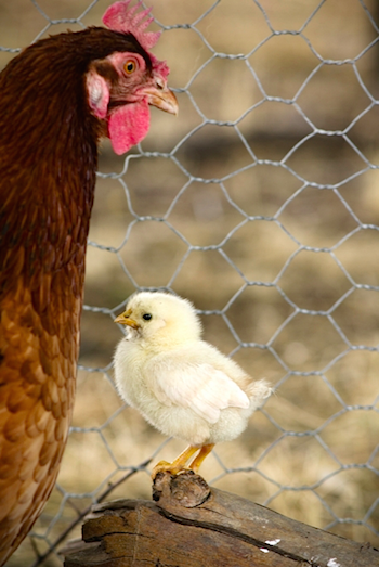 Are Chickens Sentient Beings? – On Being a Mother Hen - 18 April