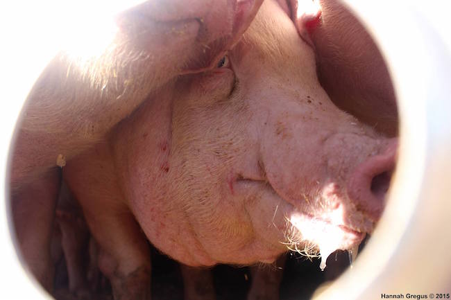 Hannahs-pigs-3