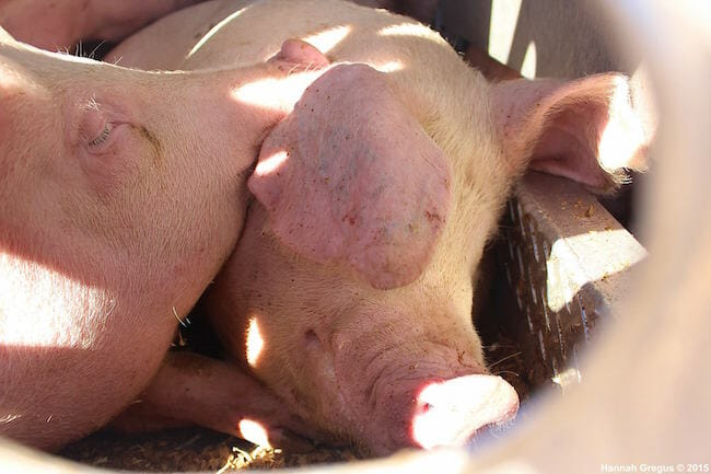 hannahs-pigs-6