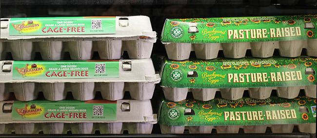 factory farming cage free egg carton
