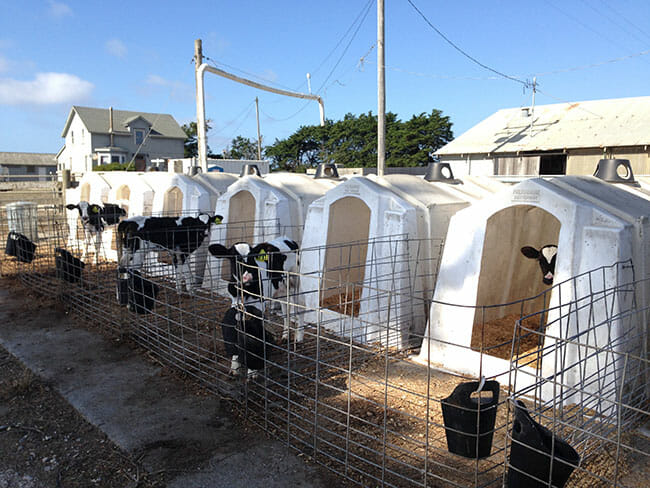 Female calves considered fit for milk production are taken from their mothers on the day of their birth and placed in these plastic hutches. (Photo: Robert Grillo)