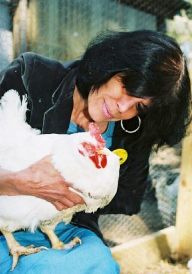 Karen Davis holds a rescued “broiler breeder” hen blinded by ammonia fumes in a Tyson facility in Maryland. UPC sanctuary photo by Bruce Andrew Peters