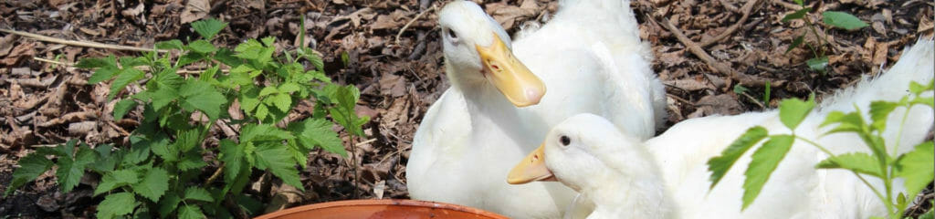 home_banner_ducks