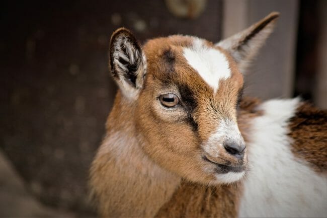 goat meat products