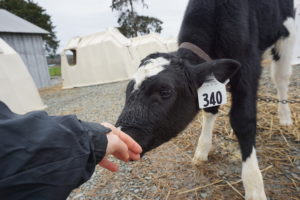 calf trying to suckle on human hand
