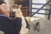 baby animal kissing human
