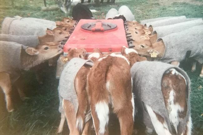 Calves feeding from a plastic bottle
